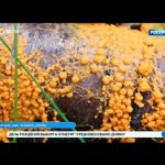 Вести Санкт-Петербург. Выпуск 7:35 от 19.08.2020