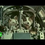 Собачья миссия: 60 лет назад Белка и Стрелка покорили космос