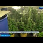 В деревне, где живут представители кочевого народа, нашли оружие и целую плантацию конопли