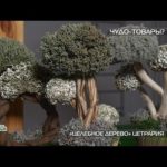 Удивительные цетрарии: способен ли лишайник защитить от простуды