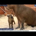 ВЕСТИ 24  Санкт-Петербург от 05.04.2021