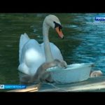 У лебедей Руслана и Людмилы появились птенцы