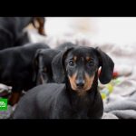 Животные признаны разумными существами: суть британского закона о защите питомцев