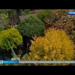 Вести Санкт-Петербург. Выпуск 8:00 от 07.08.2021