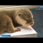 В Петербургском океанариуме у азиатских выдр Фифы и Тихона появились четыре малыша